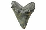 Serrated, Fossil Megalodon Tooth - South Carolina #236356-1